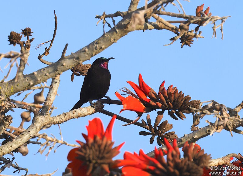 Amethyst Sunbird male