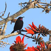 Amethyst Sunbird