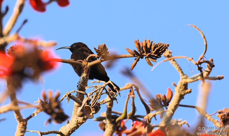 Amethyst Sunbird male