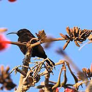 Amethyst Sunbird