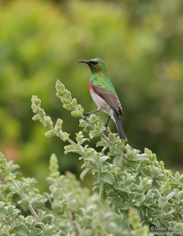 Southern Double-collared Sunbird male