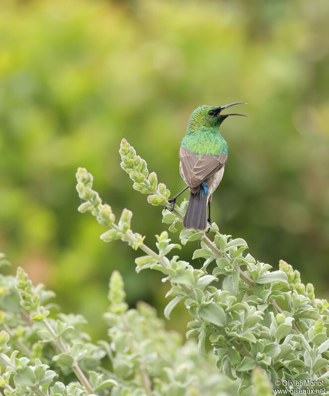 Southern Double-collared Sunbird