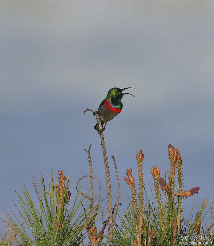 Southern Double-collared Sunbird