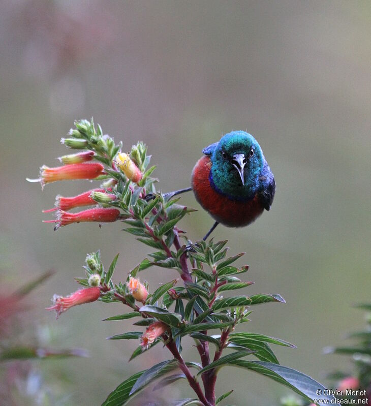 Northern Double-collared Sunbird