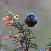 Northern Double-collared Sunbird