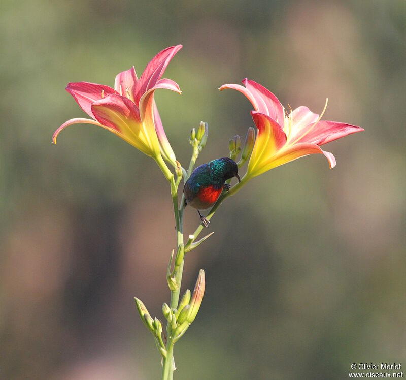 Northern Double-collared Sunbird