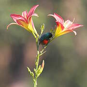 Northern Double-collared Sunbird