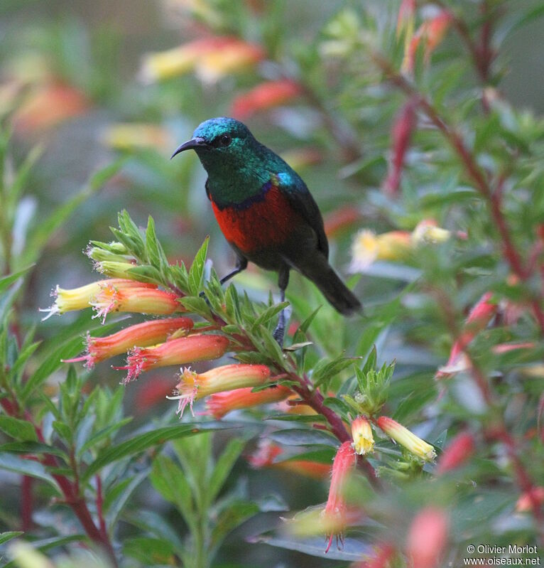 Northern Double-collared Sunbird