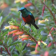 Northern Double-collared Sunbird