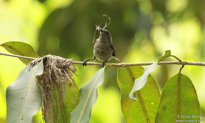 Seychelles Sunbird