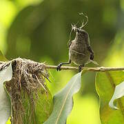 Seychelles Sunbird