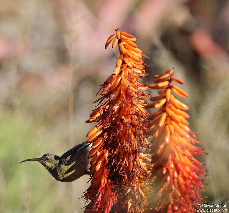 Malachite Sunbird