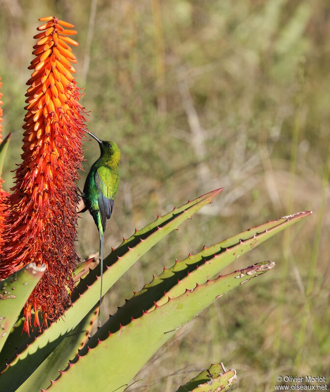 Malachite Sunbird male