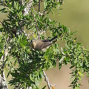 Grey Sunbird