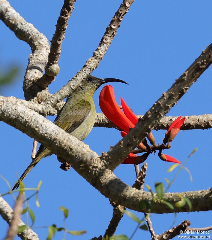 Olive Sunbird