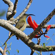 Olive Sunbird