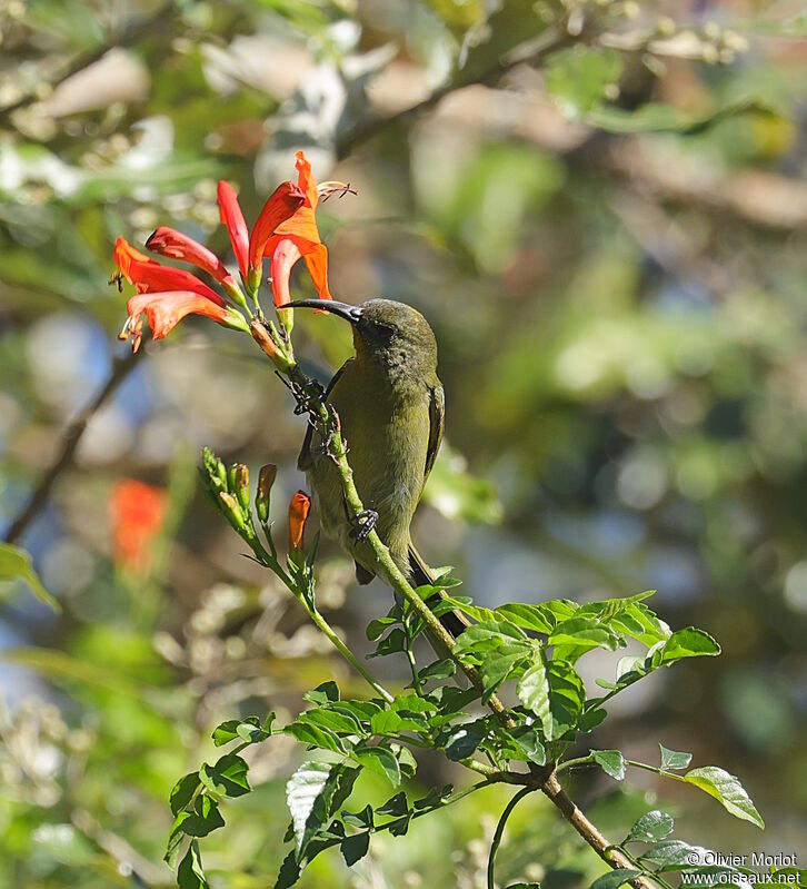 Olive Sunbird