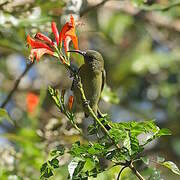 Olive Sunbird