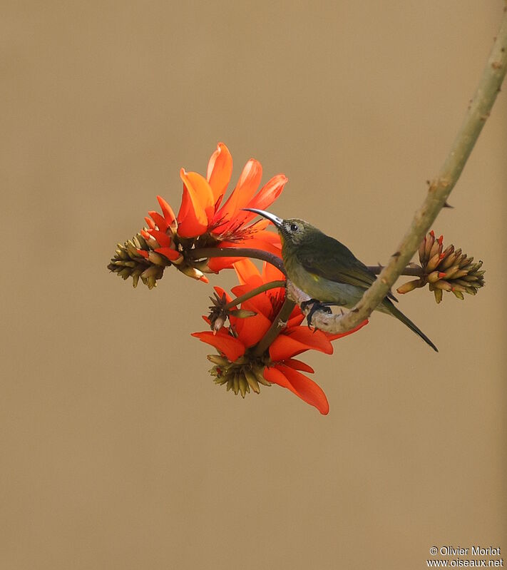 Olive Sunbird