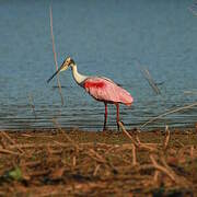 Roseate Spoonbill