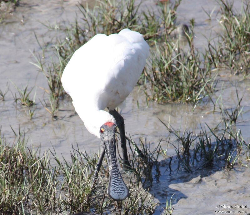 Royal Spoonbill