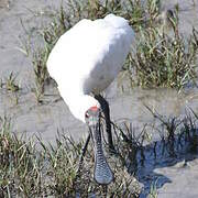 Royal Spoonbill