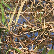 Rusty-collared Seedeater