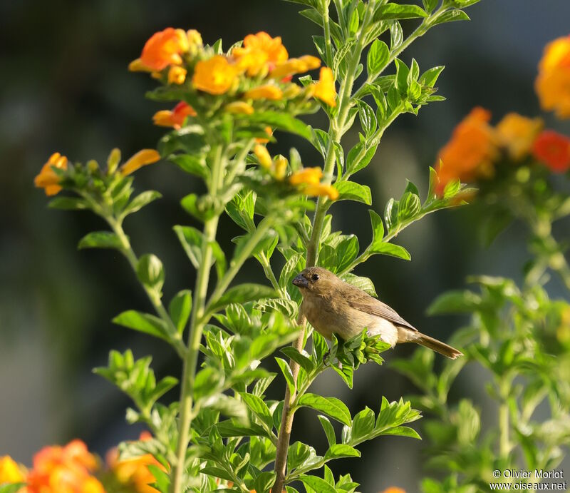 Yellow-bellied Seedeater female