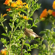 Yellow-bellied Seedeater