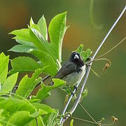 Yellow-bellied Seedeater