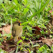 Yellow-faced Grassquit