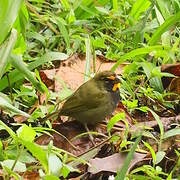 Yellow-faced Grassquit