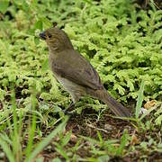 Variable Seedeater