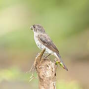 Variable Seedeater