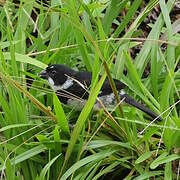 Variable Seedeater