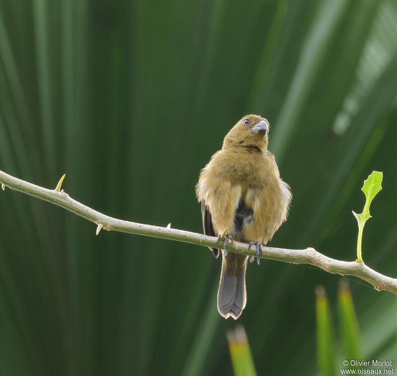 Variable Seedeater female