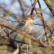 Speckle-fronted Weaver