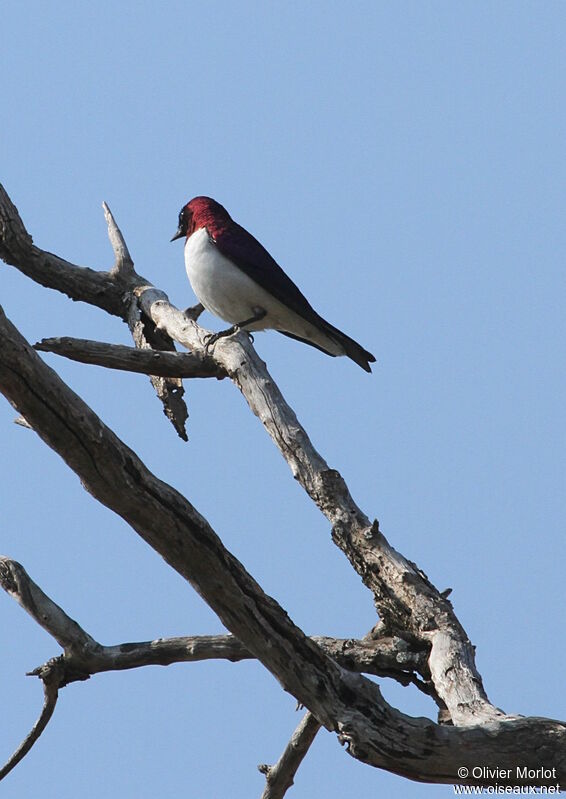 Violet-backed Starling