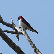 Violet-backed Starling