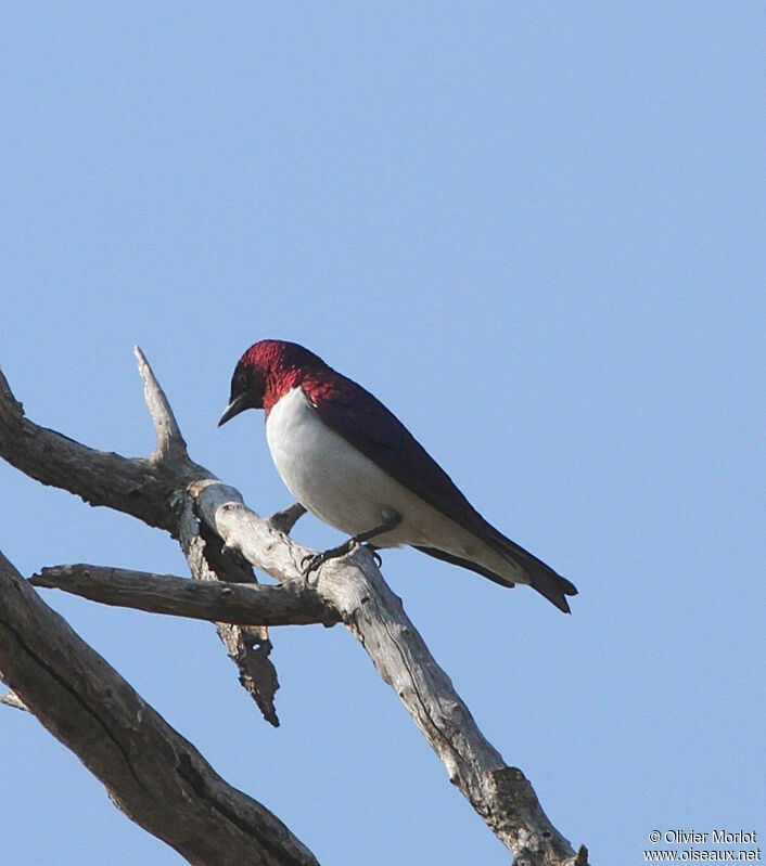 Violet-backed Starling