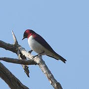 Violet-backed Starling