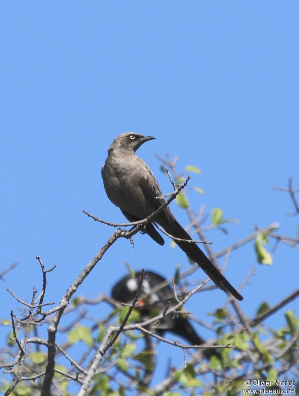 Ashy Starling