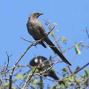 Ashy Starling