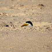 Large-billed Tern