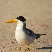 Large-billed Tern