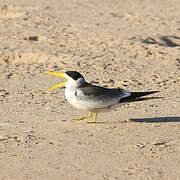 Large-billed Tern