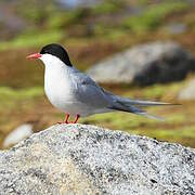 Arctic Tern