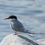 Arctic Tern