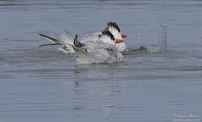 Royal Tern