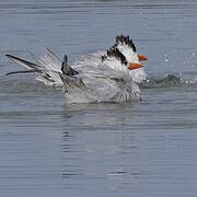 Royal Tern